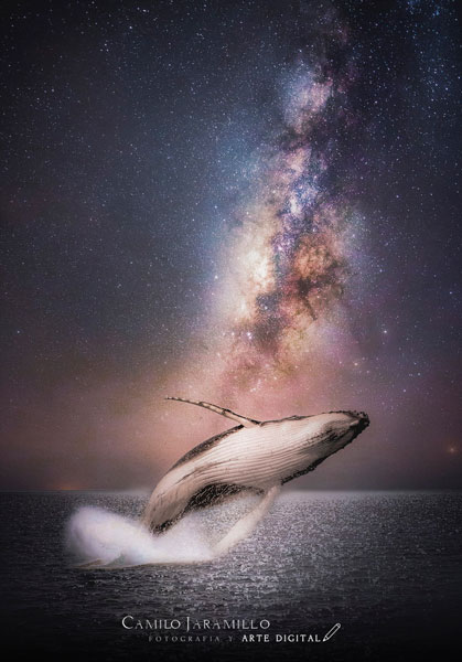 camilo-jaramillo-whale