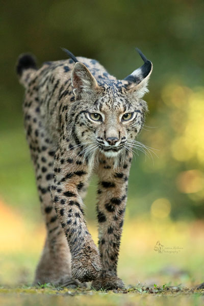cristina-abilleira-lince