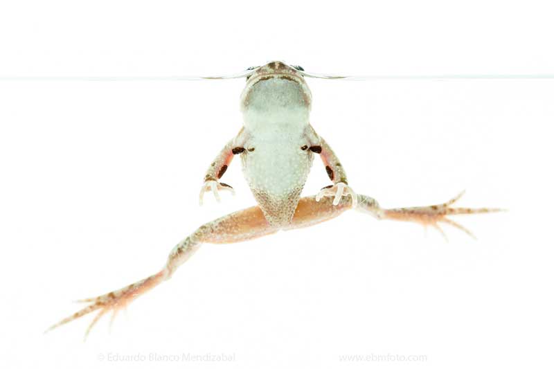 edu-blanco-sapo-blanco